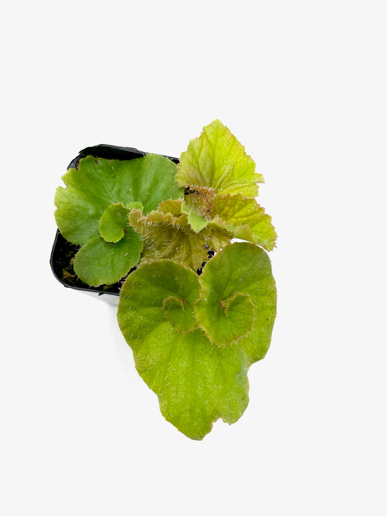 Begonias