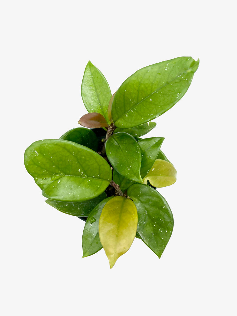 Hoya