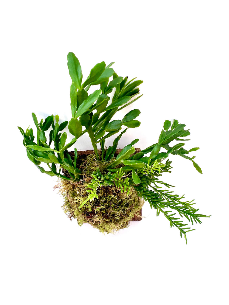 Mounted Plants