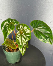 Load image into Gallery viewer, Begonia thurstonii - 4inch pot