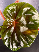 Load image into Gallery viewer, Begonia thurstonii - 4inch pot