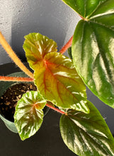 Load image into Gallery viewer, Begonia thurstonii - 4inch pot