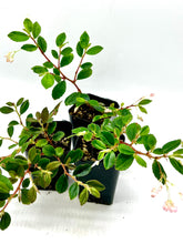 Load image into Gallery viewer, Begonia fuchsioides