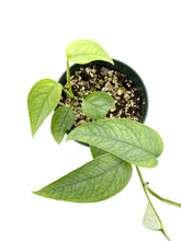 Load image into Gallery viewer, Epipremnum pinnatum Cebu Blue