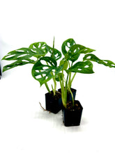 Load image into Gallery viewer, Monstera adansonii (wide form)