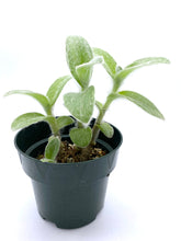 Load image into Gallery viewer, Tradescantia sillamontana