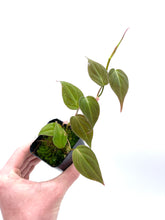 Load image into Gallery viewer, Philodendron micans