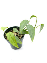 Load image into Gallery viewer, Epipremnum pinnatum Cebu Blue