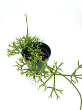 Load image into Gallery viewer, Rhipsalis prismatica