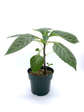 Load image into Gallery viewer, Impatiens niamniamensis