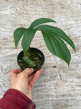 Load image into Gallery viewer, Rhaphidophora decursiva (Non TC)