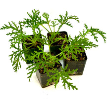 Load image into Gallery viewer, Pelargonium “Dr Livingston” Skeleton Rose Scented Geranium