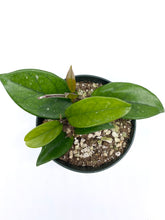 Load image into Gallery viewer, Hoya carnosa