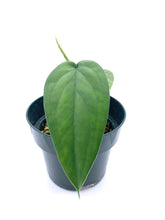 Load image into Gallery viewer, Syngonium chiapense