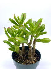 Load image into Gallery viewer, Crassula ‘Gollum’ 4 inch