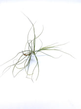 Load image into Gallery viewer, Tillandsia schiedeana minor - Medium