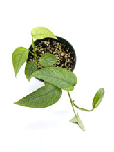 Load image into Gallery viewer, Epipremnum pinnatum Cebu Blue