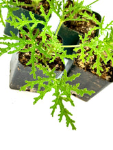 Load image into Gallery viewer, Pelargonium “Dr Livingston” Skeleton Rose Scented Geranium
