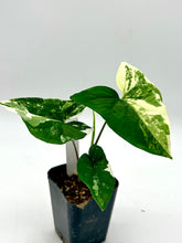 Load image into Gallery viewer, Syngonium podophyllum albo variegatum (C)