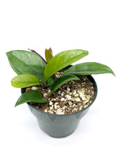 Load image into Gallery viewer, Hoya carnosa