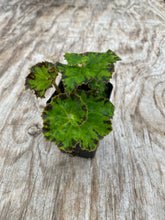 Load image into Gallery viewer, Begonia Rex ‘River Nile’