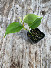 Load image into Gallery viewer, Philodendron cordatum