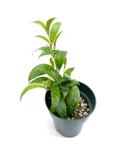 Load image into Gallery viewer, Aeschynanthus longicaulis 'Black Pagoda’