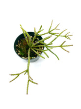 Load image into Gallery viewer, Rhipsalis pilocarpa 4”