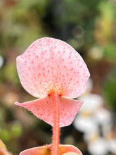 Load image into Gallery viewer, Begonia (no I.D.)