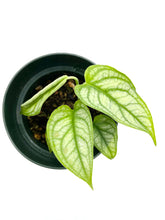 Load image into Gallery viewer, Monstera siltepecana “El Salvador”
