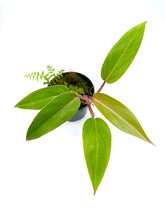 Load image into Gallery viewer, Philodendron erubescens ‘Red Emerald’ - 4 inch