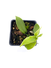 Load image into Gallery viewer, Vanilla x tahitensis
