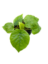 Load image into Gallery viewer, Ficus umbellata