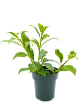 Load image into Gallery viewer, Aeschynanthus speciosus - 4 inch