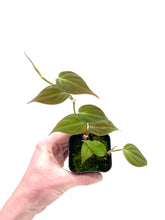 Load image into Gallery viewer, Philodendron micans