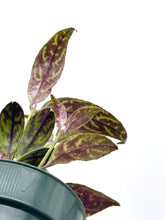 Load image into Gallery viewer, Aeschynanthus longicaulis 'Black Pagoda’