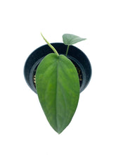 Load image into Gallery viewer, Syngonium chiapense