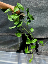 Load image into Gallery viewer, Monstera lechleriana