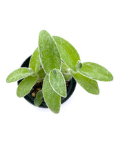 Load image into Gallery viewer, Tradescantia sillamontana