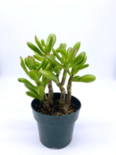 Load image into Gallery viewer, Crassula ‘Gollum’ 4 inch