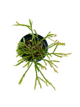 Load image into Gallery viewer, Rhipsalis ewaldiana