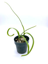 Load image into Gallery viewer, Albuca bracteata