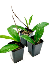 Load image into Gallery viewer, Hoya pubicalyx