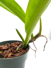 Load image into Gallery viewer, Philodendron Crassula 4”