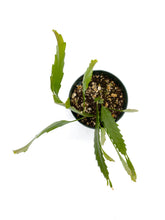 Load image into Gallery viewer, Lepismium houlletianum