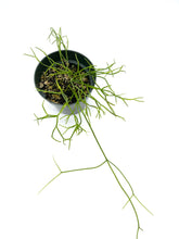 Load image into Gallery viewer, Rhipsalis cribrata