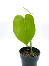 Load image into Gallery viewer, Monstera deliciosa - 4 inch