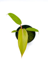 Load image into Gallery viewer, Philodendron erubescens ‘Red Emerald’ - 4 inch