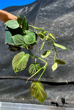 Load image into Gallery viewer, Philodendron camposportuanum  4”
