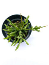 Load image into Gallery viewer, Rhipsalis ewaldiana